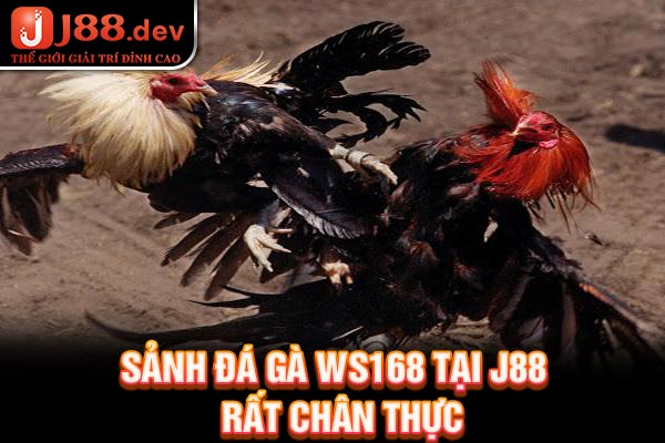 Sảnh đá gà WS168 tại J88 rất chân thực